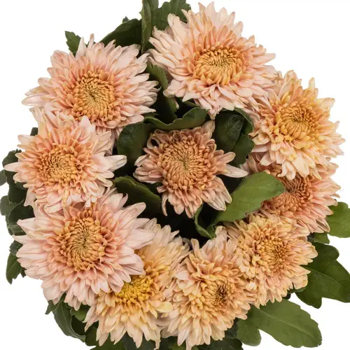 Chrys.Deko apricot/rosa Marielle