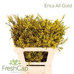 Erica gelb All Gold 50cm