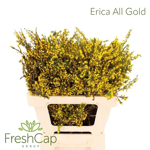 Erica gelb All Gold 50cm