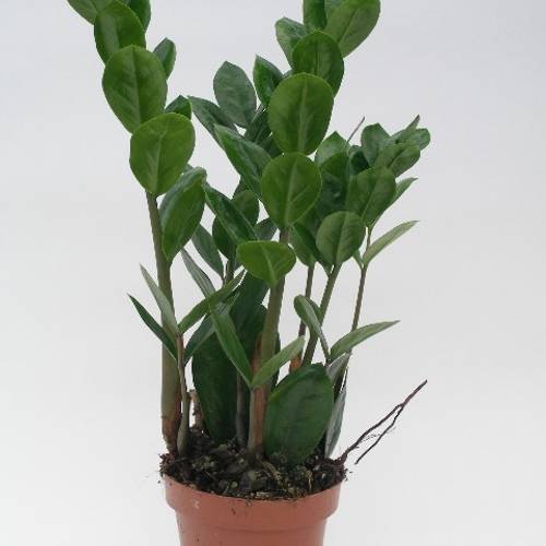 Zamioculcas 4+   T12 H35