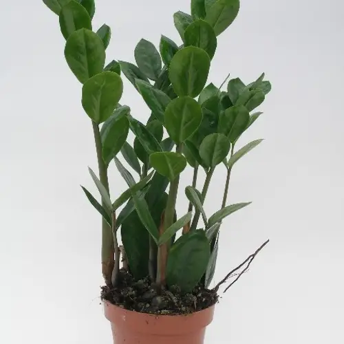 Zamioculcas 4+   T12 H35