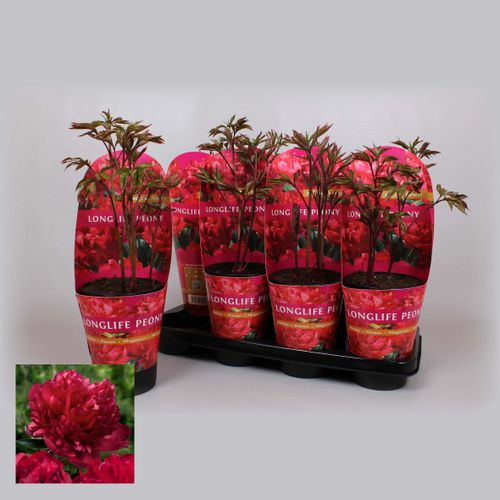 Paeonia rot Longlife T14 H45