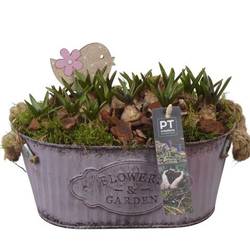 Muscari.Arr PTMB6162 T24 H020