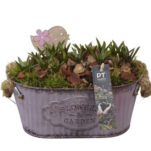 Muscari.Arr PTMB6162 T24 H020