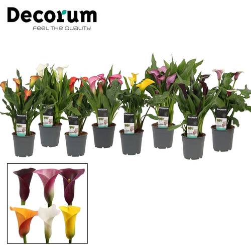 Calla mix T12 H35