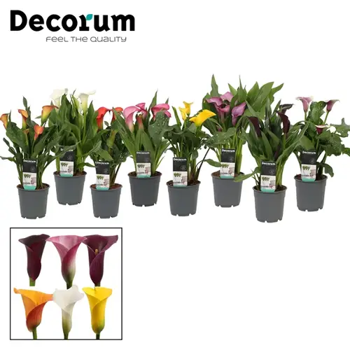 Calla mix T12 H35