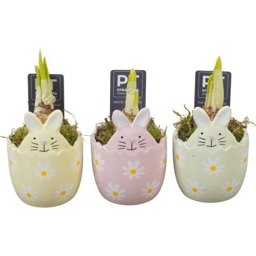 Narzis.Arr mix PTNP4541 Ostern T07 H015