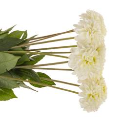 Dahlia weiss Alaska 60cm