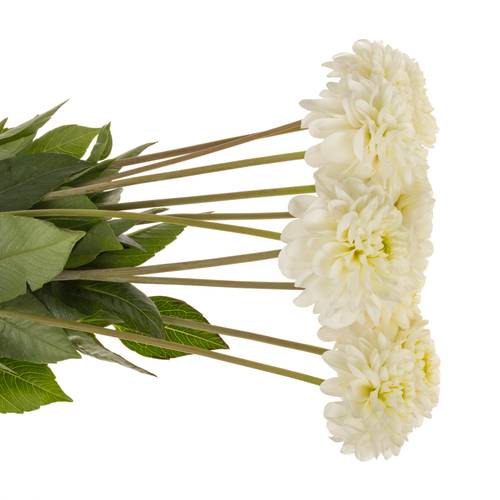 Dahlia weiss Alaska 60cm