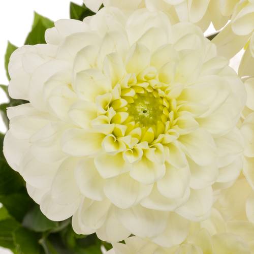 Dahlia weiss Alaska 60cm
