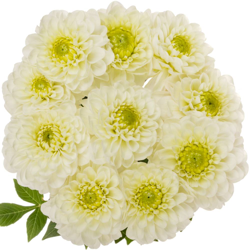 Dahlia weiss Alaska 60cm