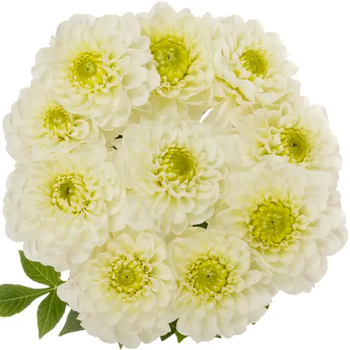 Dahlia weiss Alaska 60cm