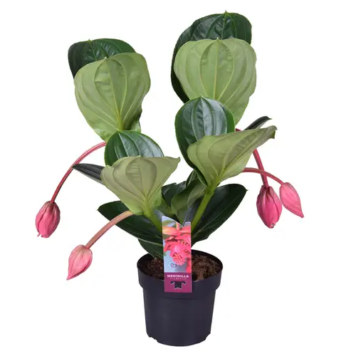 Medinilla Magn. 4Bl 2 etage T17 H055
