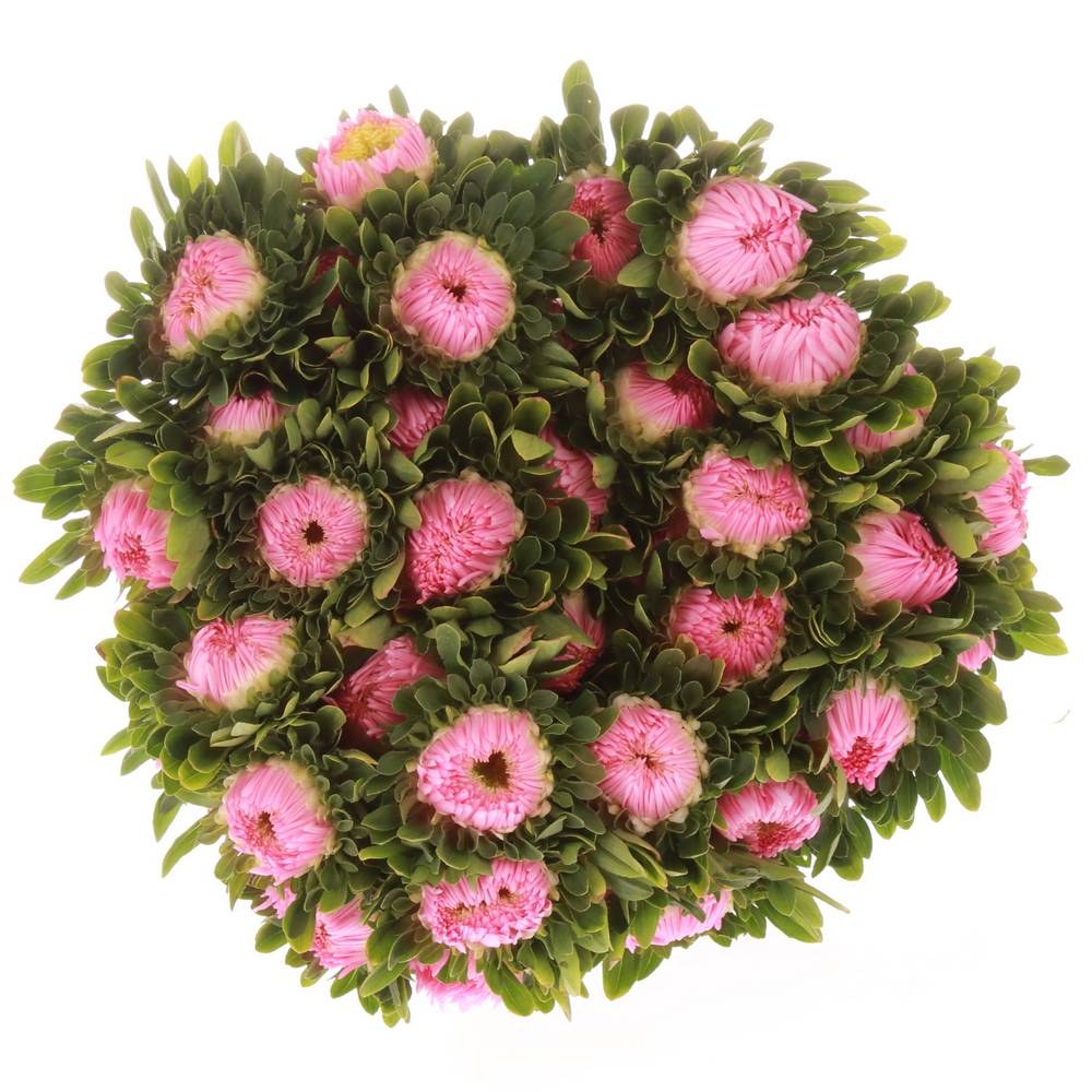 Aster rosa hell Matador 40cm