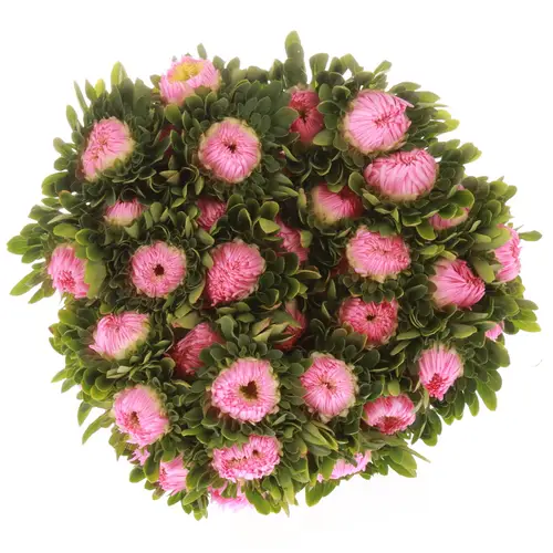 Aster rosa hell Matador 40cm