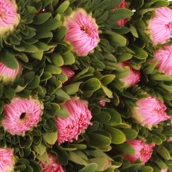 Aster rosa hell Matador 40cm