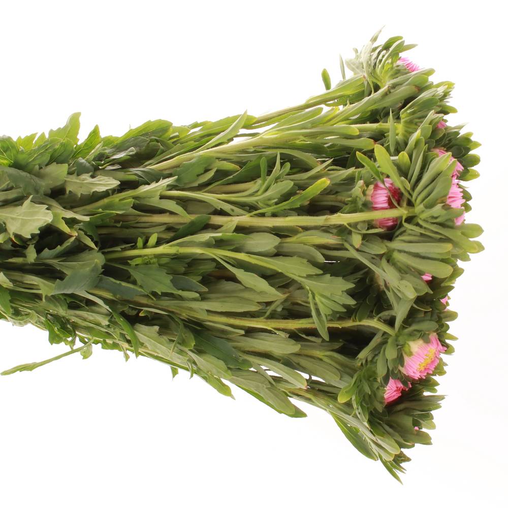 Aster rosa hell Matador 40cm