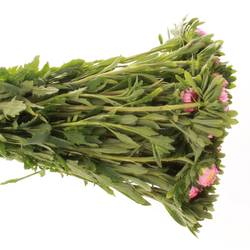Aster rosa hell Matador 40cm