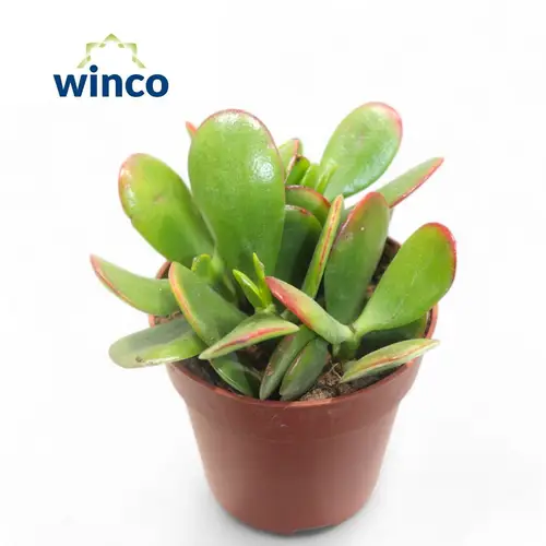 Crassula Sunset T09 H15