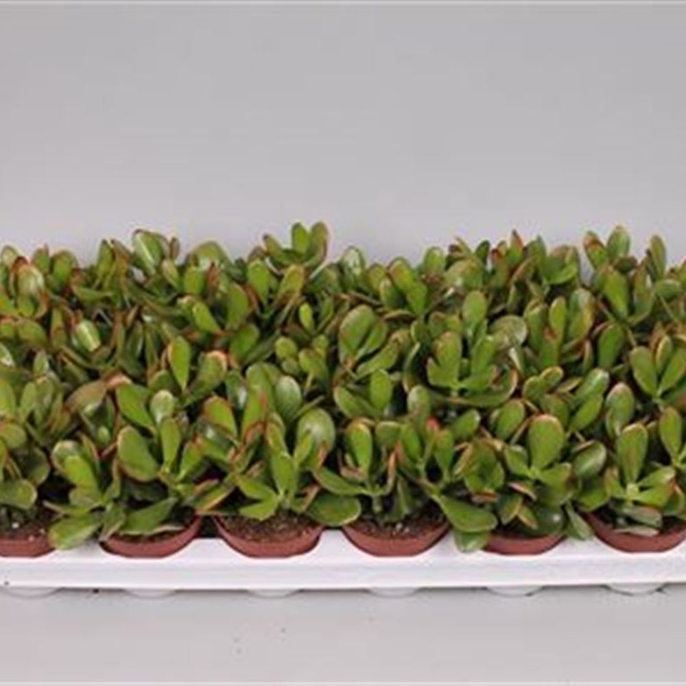 Crassula Sunset T09 H15