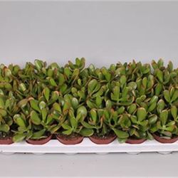 Crassula Sunset T09 H15