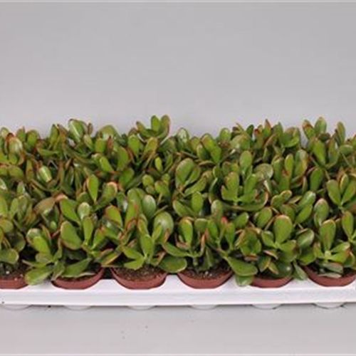 Crassula Sunset T09 H15