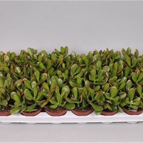 Crassula Sunset T09 H15