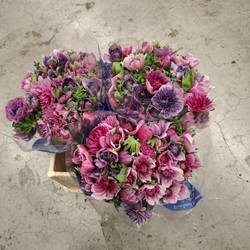 Anemone lila mix-rosa mix Fullstar Pinkish 09 35cm