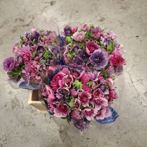 Anemone lila mix-rosa mix Fullstar Pinkish 09 35cm