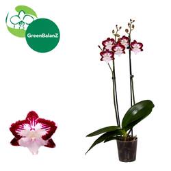 Phal.2-R weinrot/creme/weiss Tinkerbell T12 H055