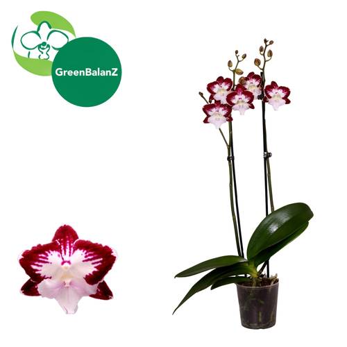 Phal.2-R weinrot/creme/weiss Tinkerbell T12 H055