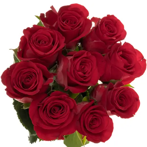 Rose rot Revolution 50cm