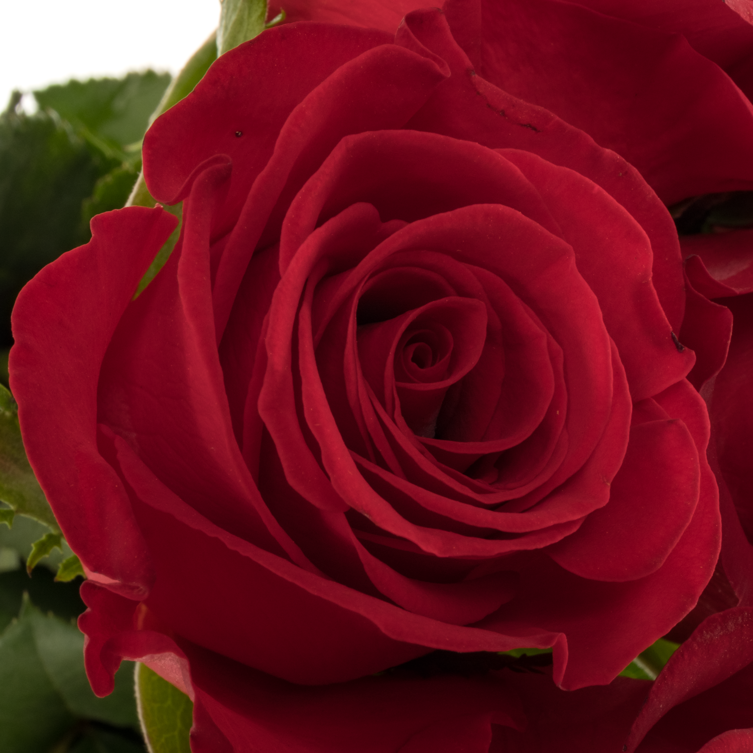 Rose rot Revolution 50cm