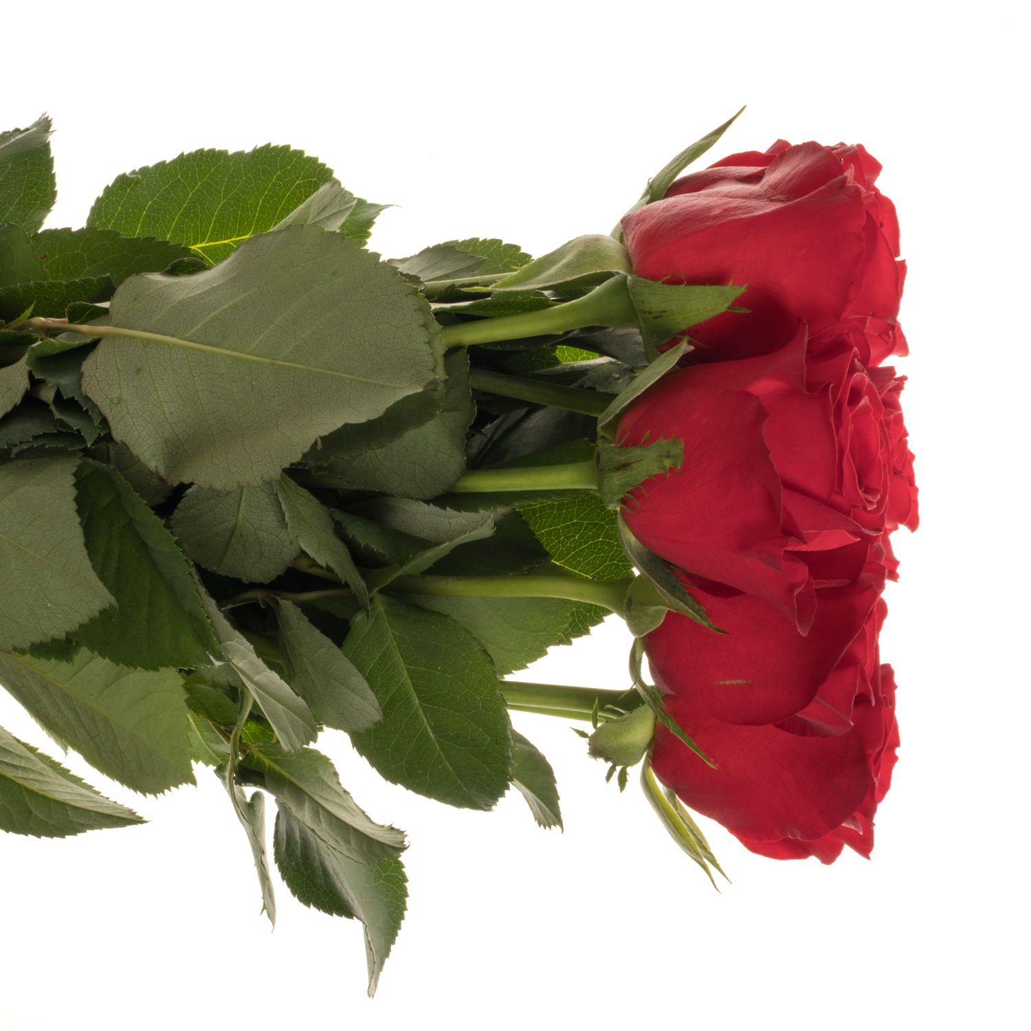 Rose rot Revolution 50cm