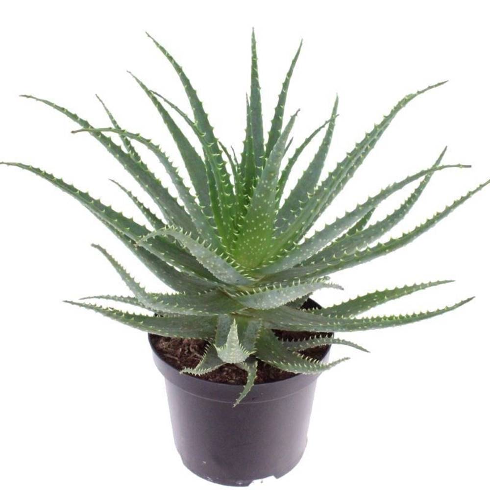 Aloë Arborescens T19 H30