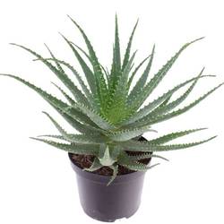 Aloë Arborescens T19 H30
