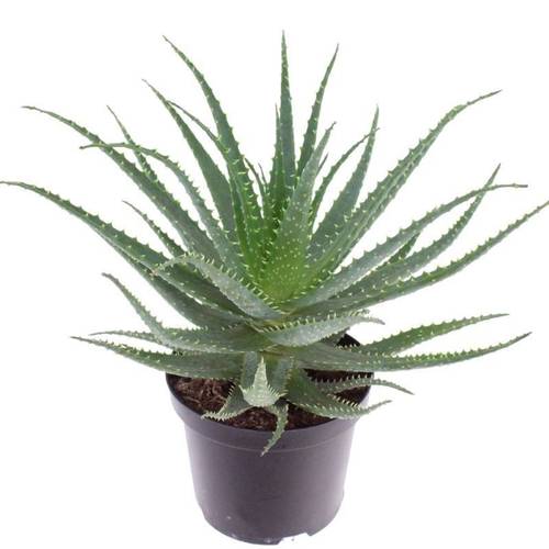 Aloë Arborescens T19 H30