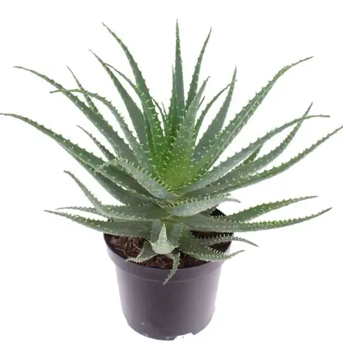 Aloë Arborescens T19 H30