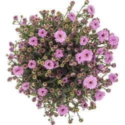 Aster rosa Double Date 25 Gramm 80cm