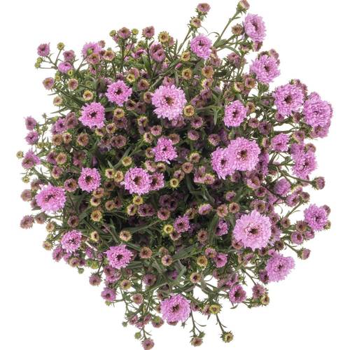 Aster rosa Double Date 25 Gramm 80cm