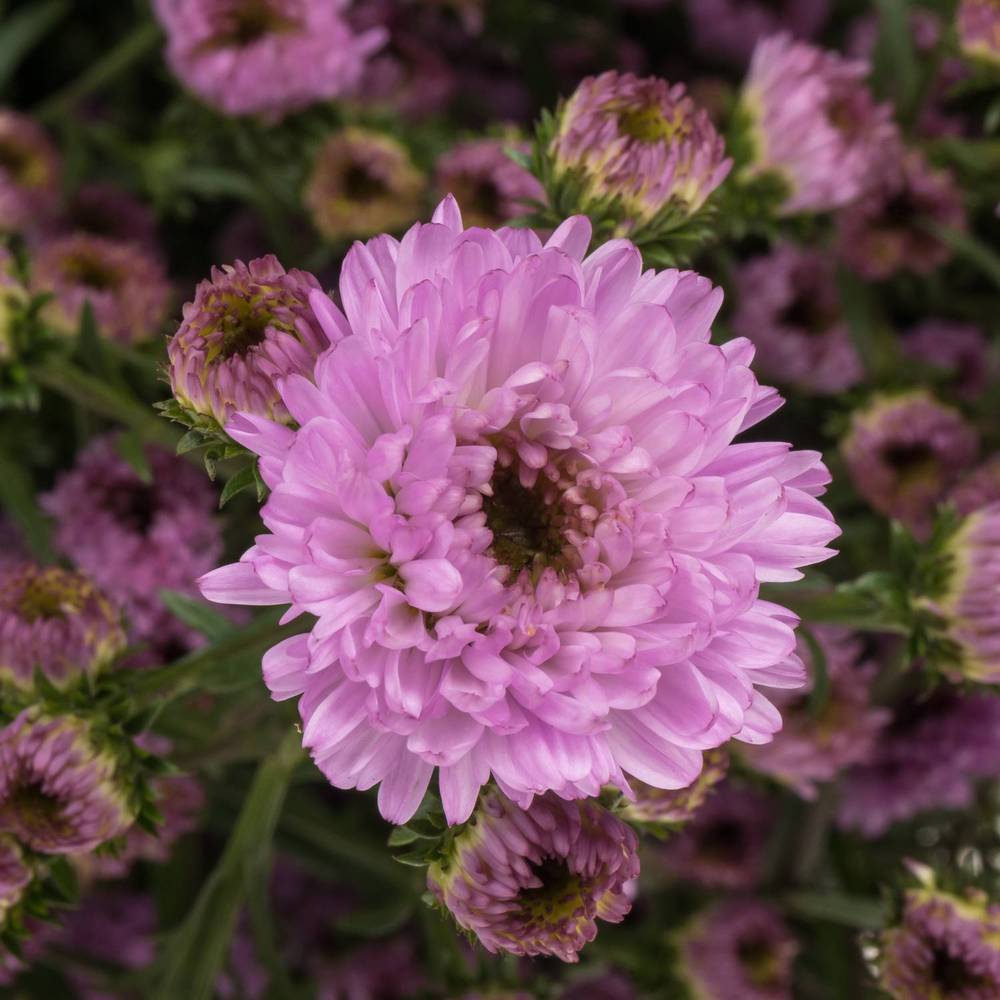 Aster rosa Double Date 25 Gramm 80cm