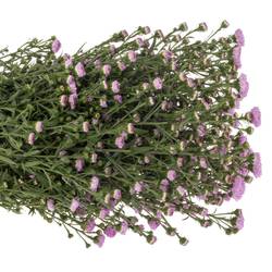 Aster rosa Double Date 25 Gramm 80cm