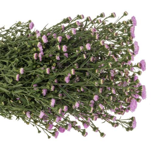 Aster rosa Double Date 25 Gramm 80cm