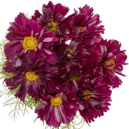 Cosmos dunkel lila 70cm