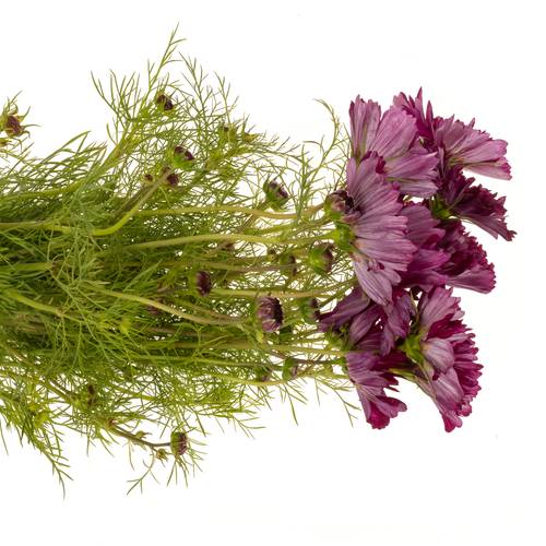 Cosmos weinrot 70cm