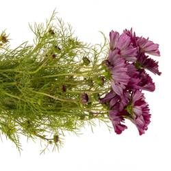 Cosmos dunkel lila 70cm