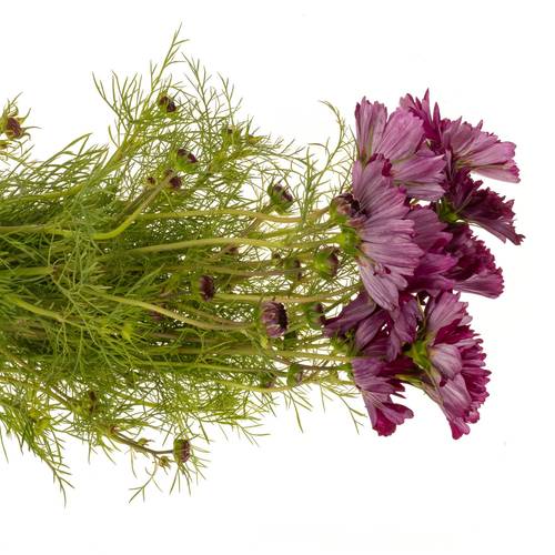 Cosmos dunkel lila 70cm