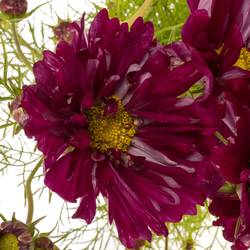 Cosmos dunkel lila 70cm