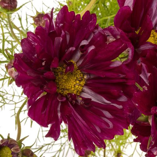Cosmos dunkel lila 70cm