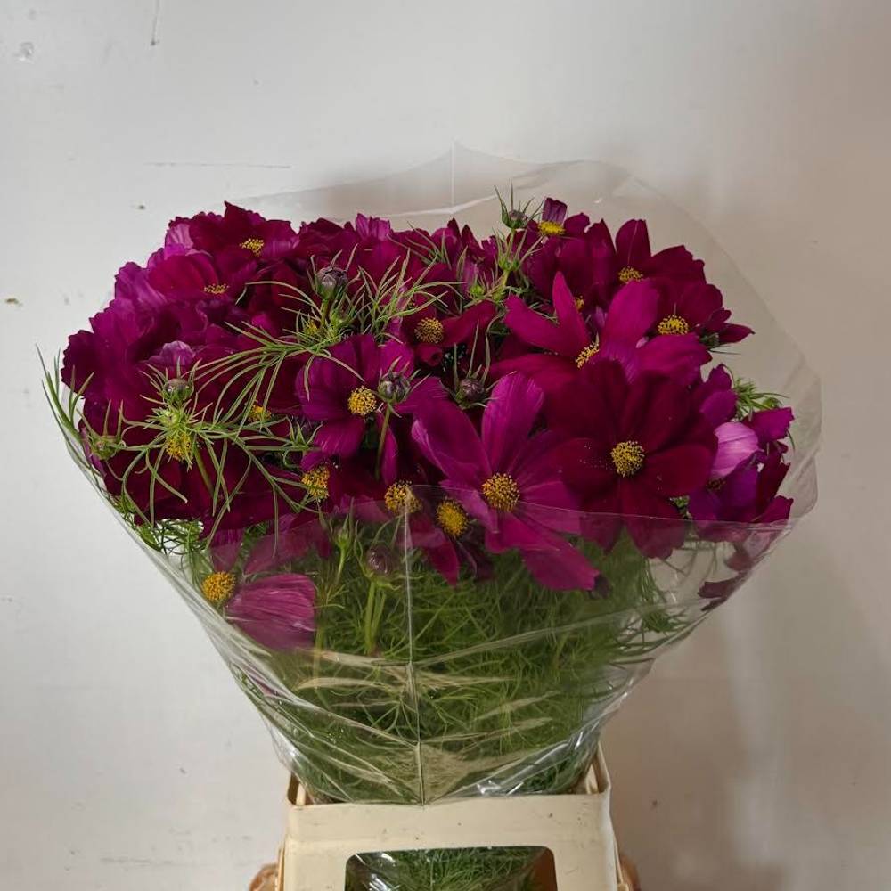 Cosmos dunkel lila 70cm